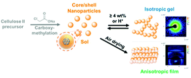 Graphical abstract: Soft cellulose II nanospheres: sol–gel behaviour, swelling and material synthesis