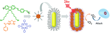 Graphical abstract: Gold nanorod enhanced conjugated polymer/photosensitizer composite nanoparticles for simultaneous two-photon excitation fluorescence imaging and photodynamic therapy