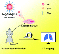 Graphical abstract: Long-term in vivo CT tracking of mesenchymal stem cells labeled with Au@BSA@PLL nanotracers