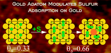Graphical abstract: Gold adatoms modulate sulfur adsorption on gold