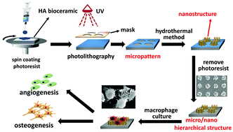 Graphical abstract: Stimulation of osteogenesis and angiogenesis by micro/nano hierarchical hydroxyapatite via macrophage immunomodulation