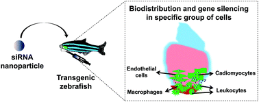 Graphical abstract: Nanoparticle-mediated delivery of siRNA into zebrafish heart: a cell-level investigation on the biodistribution and gene silencing effects