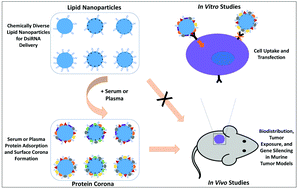 Graphical abstract: The role of apolipoprotein- and vitronectin-enriched protein corona on lipid nanoparticles for in vivo targeted delivery and transfection of oligonucleotides in murine tumor models