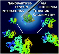 Graphical abstract: Isothermal titration calorimetry as a complementary method for investigating nanoparticle–protein interactions