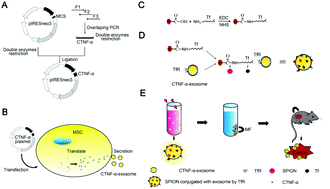 Graphical abstract: SPION decorated exosome delivery of TNF-α to cancer cell membranes through magnetism