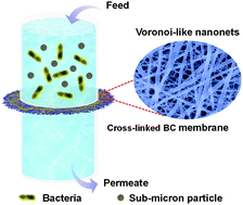 Graphical abstract: An ultrathin bacterial cellulose membrane with a Voronoi-net structure for low pressure and high flux microfiltration
