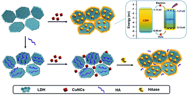 Graphical abstract: Investigation of the surface confinement effect of copper nanoclusters: construction of an ultrasensitive fluorescence turn-on bio-enzyme sensing platform