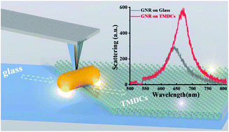 Graphical abstract: In situ scattering of single gold nanorod coupling with monolayer transition metal dichalcogenides