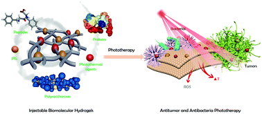 Graphical abstract: Self-assembled injectable biomolecular hydrogels towards phototherapy
