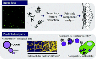 Graphical abstract: Predicting in situ nanoparticle behavior using multiple particle tracking and artificial neural networks