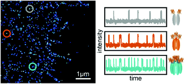 Graphical abstract: Optical super-resolution microscopy unravels the molecular composition of functional protein complexes