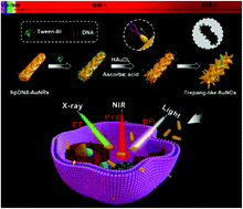 Graphical abstract: Synthesis of tunable DNA-directed trepang-like Au nanocrystals for imaging application