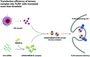 Graphical abstract: Targeted delivery of Chil3/Chil4 siRNA to alveolar macrophages using ternary complexes composed of HMG and oligoarginine micelles