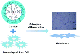 Graphical abstract: Morpholino-functionalized phosphorus dendrimers for precision regenerative medicine: osteogenic differentiation of mesenchymal stem cells