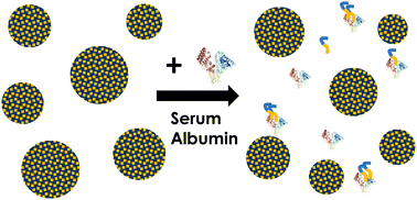 Graphical abstract: Albumin-driven disassembly of lipidic nanoparticles: the specific case of the squalene-adenosine nanodrug
