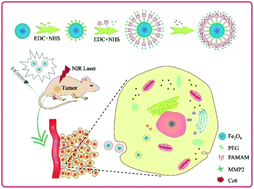 Graphical abstract: Matrix metalloproteinase-2-targeted superparamagnetic Fe3O4-PEG-G5-MMP2@Ce6 nanoprobes for dual-mode imaging and photodynamic therapy