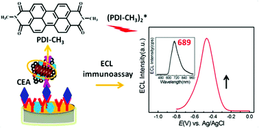 Graphical abstract: Perylene diimide as a cathodic electrochemiluminescence luminophore for immunoassays at low potentials