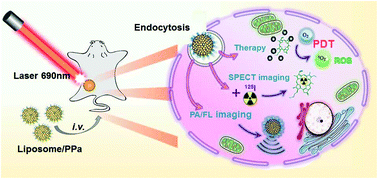Graphical abstract: Plant-derived chlorophyll derivative loaded liposomes for tri-model imaging guided photodynamic therapy