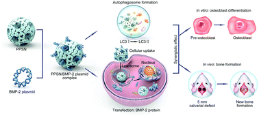 Graphical abstract: Bone formation promoted by bone morphogenetic protein-2 plasmid-loaded porous silica nanoparticles with the involvement of autophagy
