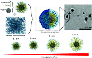 Graphical abstract: Polymer stiffness governs template mediated self-assembly of liposome-like nanoparticles: simulation, theory and experiment