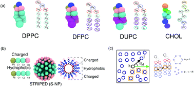 Graphical abstract: The aggregation of striped nanoparticles in mixed phospholipid bilayers