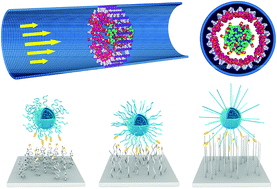 Graphical abstract: Optimal ligand–receptor binding for highly efficient capture of vesicles in nanofluidic transportation