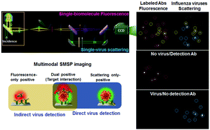 Graphical abstract: Discrimination between target and non-target interactions on the viral surface by merging fluorescence emission into Rayleigh scattering