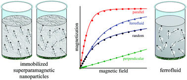 Graphical abstract: Static magnetization of immobilized, weakly interacting, superparamagnetic nanoparticles