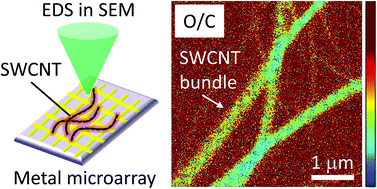 Graphical abstract: Nonuniform functional group distribution of carbon nanotubes studied by energy dispersive X-ray spectrometry imaging in SEM