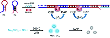 Graphical abstract: Label-free and enzyme-free detection of microRNA based on a hybridization chain reaction with hemin/G-quadruplex enzymatic catalysis-induced MoS2 quantum dots via the inner filter effect