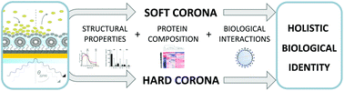 Graphical abstract: In situ analysis of liposome hard and soft protein corona structure and composition in a single label-free workflow