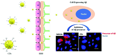Graphical abstract: Nontoxic amphiphilic carbon dots as promising drug nanocarriers across the blood–brain barrier and inhibitors of β-amyloid