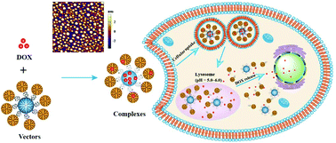 Graphical abstract: Core–shell tecto dendrimers formed via host–guest supramolecular assembly as pH-responsive intelligent carriers for enhanced anticancer drug delivery