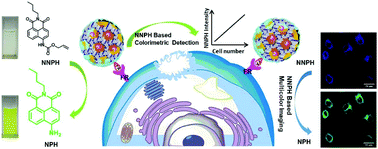 Graphical abstract: Aqueous stable Pd nanoparticles/covalent organic framework nanocomposite: an efficient nanoenzyme for colorimetric detection and multicolor imaging of cancer cells