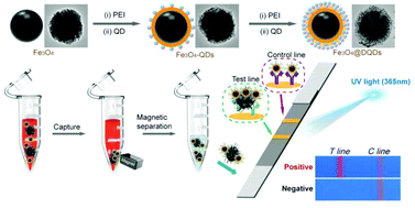 Graphical abstract: Layer-by-layer assembly of magnetic-core dual quantum dot-shell nanocomposites for fluorescence lateral flow detection of bacteria