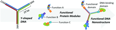 Graphical abstract: Modular protein–DNA hybrid nanostructures as a drug delivery platform