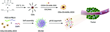 Graphical abstract: Tailor-made legumain/pH dual-responsive doxorubicin prodrug-embedded nanoparticles for efficient anticancer drug delivery and in situ monitoring of drug release