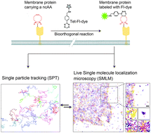 Graphical abstract: Live cell single molecule tracking and localization microscopy of bioorthogonally labeled plasma membrane proteins