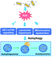 Graphical abstract: Initiation of protective autophagy in hepatocytes by gold nanorod core/silver shell nanostructures