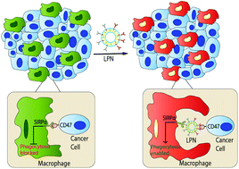 Graphical abstract: Lipid-based phagocytosis nanoenhancer for macrophage immunotherapy