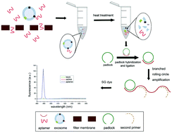 Graphical abstract: A simple fluorescence aptasensor for gastric cancer exosome detection based on branched rolling circle amplification