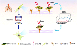 Graphical abstract: SERS analysis of carcinoma-associated fibroblasts in a tumor microenvironment based on targeted 2D nanosheets