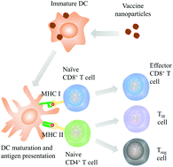 Graphical abstract: Nanoparticle formulated vaccines: opportunities and challenges