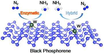 Graphical abstract: Single-atom transition metals supported on black phosphorene for electrochemical nitrogen reduction