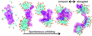 Graphical abstract: Protein unfolding by SDS: the microscopic mechanisms and the properties of the SDS-protein assembly
