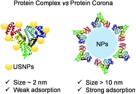 Graphical abstract: A model beyond protein corona: thermodynamics and binding stoichiometries of the interactions between ultrasmall gold nanoclusters and proteins