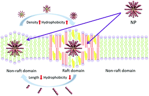 Graphical abstract: Optimization of hydrophobic nanoparticles to better target lipid rafts with molecular dynamics simulations