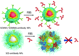 Graphical abstract: Amphoteric natural starch-coated polymer nanoparticles with excellent protein corona-free and targeting properties
