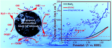 Graphical abstract: FeNi3-modified Fe2O3/NiO/MoO2 heterogeneous nanoparticles immobilized on N, P co-doped CNT as an efficient and stable electrocatalyst for water oxidation