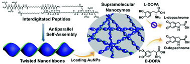 Graphical abstract: Peptide interdigitation-induced twisted nanoribbons as chiral scaffolds for supramolecular nanozymes